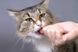 Meaning of grooming in english. Why Does My Cat Lick Then Bite Me 3 Reasons Why