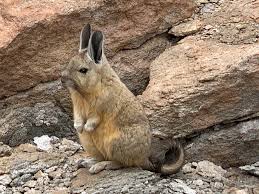 Image result for viscacha