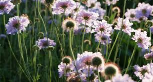 Image result for Stipularia africana