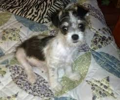 Shichi Puppy 3 Mos Short Hair Chihuahua Dad And Shihtzu Mom Rescued In Puerto Vallarta 3 14 Chihuahua Dachshund Puppies Chihuahua Mix