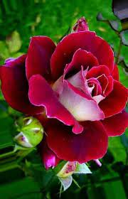 Pin On Roses