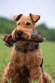 Image result for velšteriér