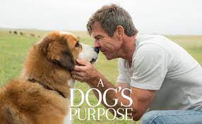 It's like the trivia that plays before the movie starts at the theater, but waaaaaaay longer. Ultimate A Dog S Purpose Movie Trivia Quiz Popular Quizz