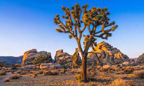 Joshua Tree National Park Music Myths And Art In The Desert California Holidays The Guardian