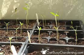 Check spelling or type a new query. Lighting For Seedlings A Beginner S Guide To Grow Lights For Seedlings