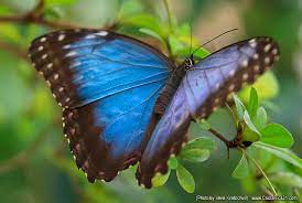 Mariposas De Costa Rica Mariposa Morfo Azul Fotos De Mariposas