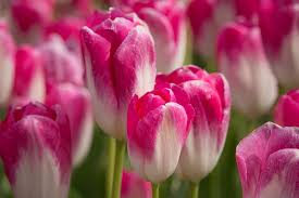 We curate each bouquet and flower arrangement with care. Hd Wallpaper Tulips Holland Flowers Spring Netherlands Tulip Fields Wallpaper Flare
