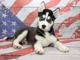 Up to date vaccination done for this puppy. Add To Your Pack With One Of Our Siberian Husky Puppies For Sale Petland Mall Of Georgia