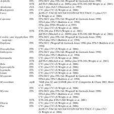 Image result for Cystostemon hispidissimus