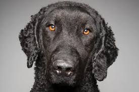 Image result for curly coated retrívr