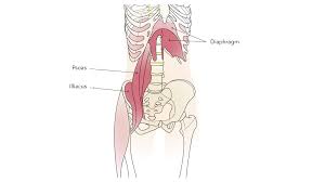 8 Poses For Iliopsoas Release Human Anatomy Picture Poses Body Love