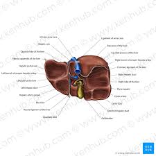 There is a printable worksheet available for download here so you can take the quiz with pen and paper. Human Anatomy Liver Location Anatomy Drawing Diagram