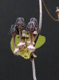 Image result for Ceropegia meyeri