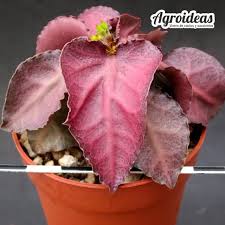 Image result for Euphorbia rubriflora