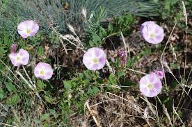 Image result for Convolvulus arvensis
