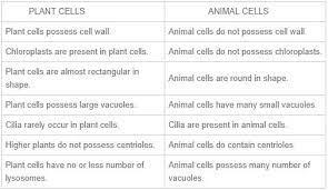 If we look from the outside, plants last of all, both of these cells follow a similar pattern of reproduction that includes mitosis and meiosis. Differences Between Plant Cell And Animal Cell Edurev Class 9 Question