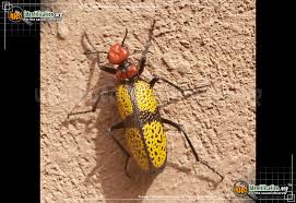 Many blister beetles prefer flowering plants. Iron Cross Blister Beetle Tegrodera Aloga