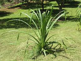 Image result for Pandanus sp. A