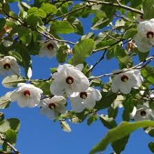Image result for Mechowia grandiflora