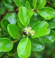 Image result for Ziziphus mauritiana