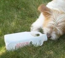 All you need is a plastic kiddie pool and tons of balls. Petdesign 5 Frugal Diy Dog Toys Diy Dog Toys Diy Dog Stuff Outdoor Dog Toys