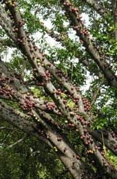 Image result for Ficus sansibarica
