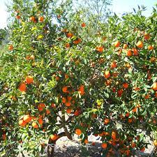 Minneola is a tangelo, a hybrid of duncan grapefruit and dancy mandarin, sometimes marketed under the name honeybell. When Do Tangelos Bloom Citrus Com