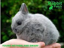 30 Netherland Dwarf Rabbits For Sale In Oklahoma City Ok Rabbits For Sale Dwarf Rabbit Dwarf Bunnies