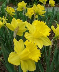 Narcissus King Alfred Trumpet Daffodils Narcissi Flower Bulb Index Bulb Flowers Narcissus Flower Daffodil Flower