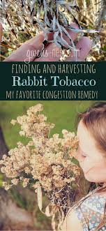 Identifying And Harvesting Rabbit Tobacco Gwen S Nest Chest Congestion Remedies Congestion Remedies Natural Cough Remedies