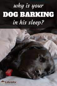 Why Is Your Dog Barking In Their Sleep
