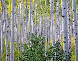 Aspen Trees Aspen Trees Quaking Aspen Tree Quaking Aspen