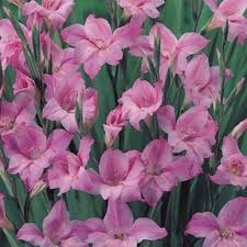 Image result for Gladiolus bellus