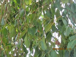 Image result for Syzygium cumini