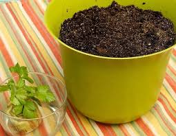Maybe you would like to learn more about one of these? Cara Menanam Daun Seledri Daun Sop Di Pot Atau Polybag