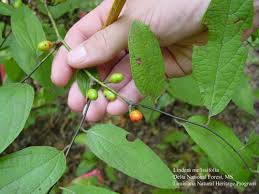 Image result for Liparis mulindana