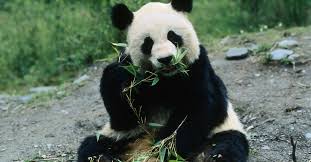 The giant panda has an insatiable appetite for bamboo. National Panda Day How To Celebrate These Amazing Animals
