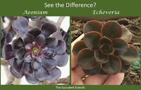 Succulent for less, at your doorstep faster than ever! Identifying Types Of Succulents With Pictures The Succulent Eclectic