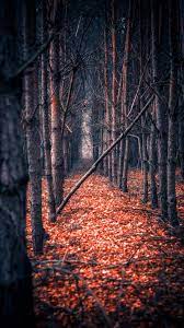 Tree Trunk Fall Nature Wallpaper Nature Wallpaper Oneplus Wallpapers Forest Quotes