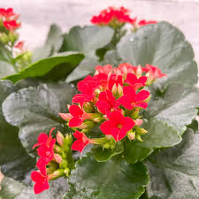 Image result for Kalanchoe calandiva