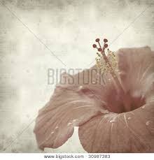 Hibiscus clipart bunga raya, hibiscus bunga raya. Bunga Raya Images Illustrations Vectors Free Bigstock