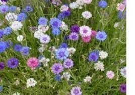 Dwarf Centaurea Cyanus Cornflower Bachelors Button Flower Mix 2 000 Seeds Bachelor Button Flowers Bachelor Buttons Button Flowers