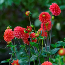 Cactus dahlias, semi cactus dahlias, decorative dahlias, pompon dahlias, ball dahlias, anemone dahlias, collarette dahlias, mignon dahlias, single dahlias, peony dahlias, orchid dahlias. Dahlia Red Fox