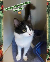 Second Chance For Animals