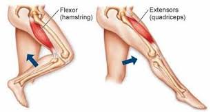 Such as flexing or extending. Meet Your Muscles How Muscles Are Named Bodybuilding Wizard