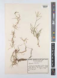 Image result for Cynodon incompletus