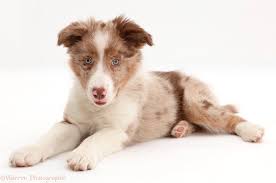 The main purpose of breeding them was for herding sheep. Dog Red Merle Border Collie Puppy Photo Wp44163