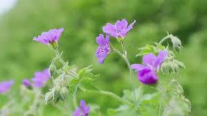 Image result for Geranium `Purple Haze`