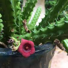 They do not smell good and i was wondering if they could live outdoors in winter. How To Grow And Care For Huernia Succulents
