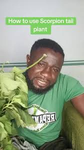 How to use #Scorpion #tail #plants